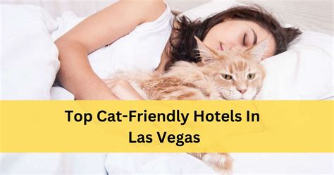 cat friendly hotels las vegas.